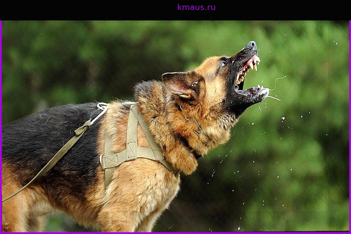 8-летняя девочка пострадала от нападения бездомной собаки на территории школы в Краснодаре