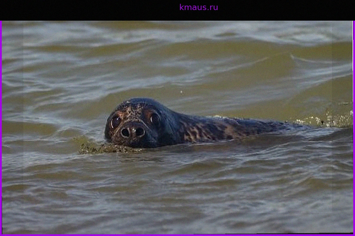 Семь тюленей выпустили в море под Калининградом после реабилитации
