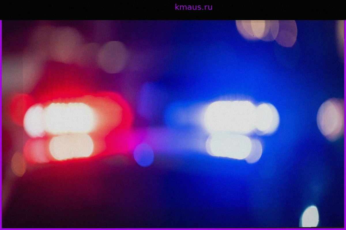 В Калининграде подросток подложила отрезанную голову кошки под дверь соседа из-за шума